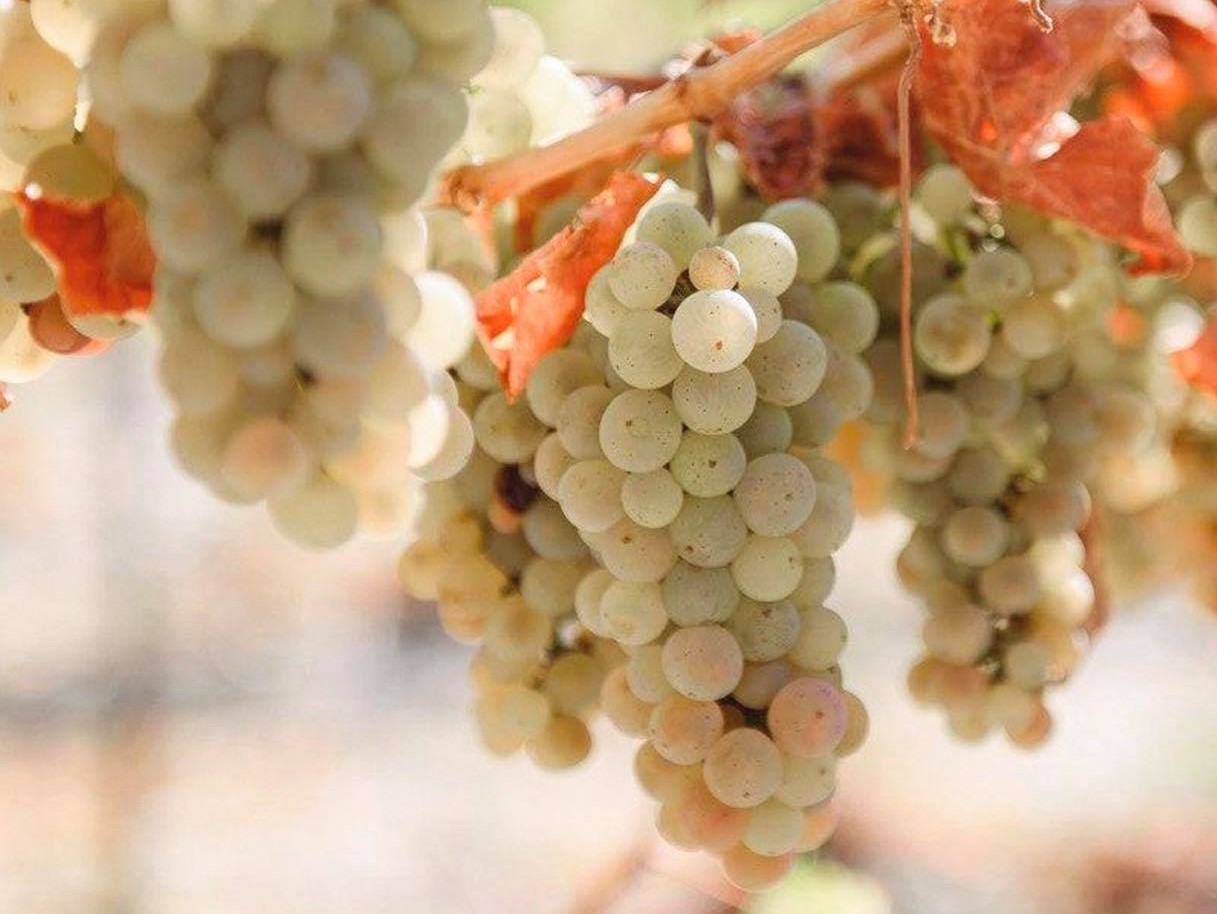 Павел Титов, «Абрау-Дюрсо»: «Отрасль виноделия необходимо поддерживать по всей цепочке»