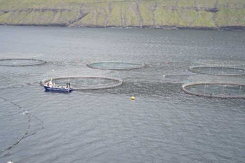 Доля прибыльных сельхозорганизаций за год уменьшилась с 81,7 до 79,3%
