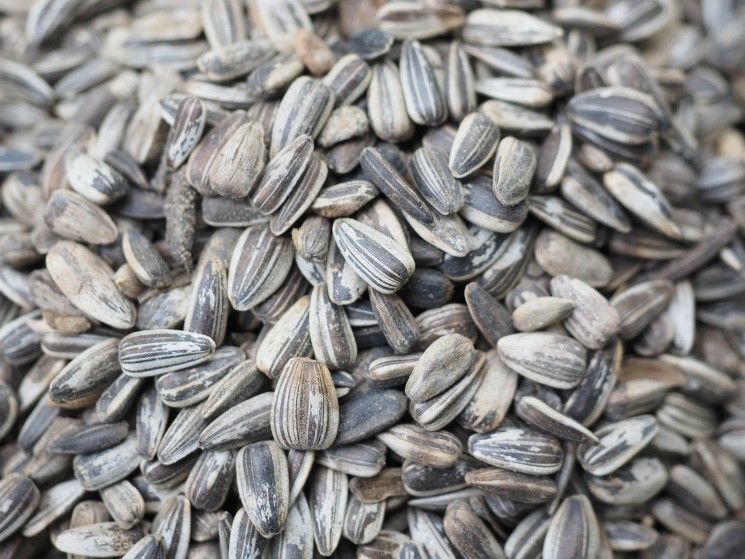 Пошлина на экспорт подсолнечного масла вырастет на 36,5%