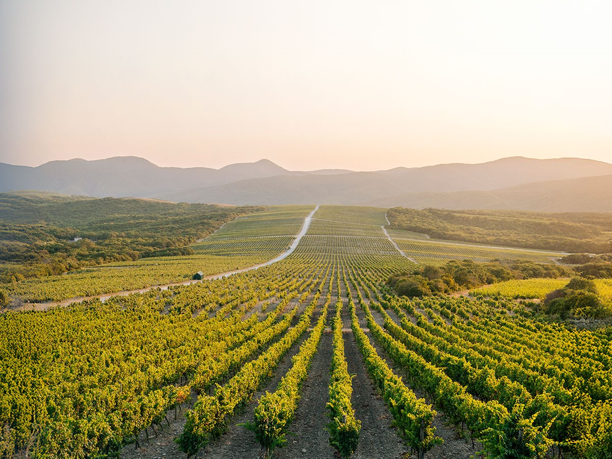 «Абрау-Дюрсо» продолжит расширять площади виноградников