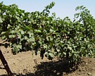 От "Инкермана" требуют делать вино из крымского винограда