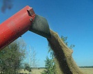 В Краснодарском крае соберут более 13 млн тонн зерна