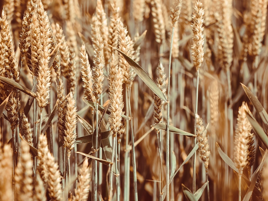 Минсельхоз повысил оценку урожая зерна