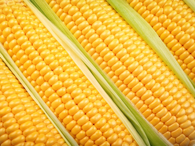 Десятки миллиардов в биотех. «Рустарк» масштабирует глубокую переработку зерна