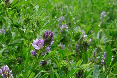 Инвесторы откладывают запуск проектов по производству сена люцерны