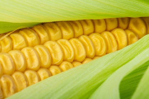 ИКАР повысил прогноз валового сбора кукурузы