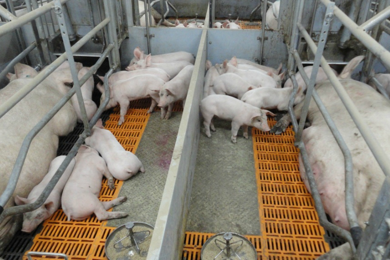 «АгроПромкомплектация» запускает новые свинокомплексы
