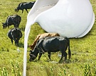 Россиянам снизили нормы потребления молока и говядины