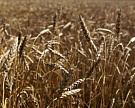 До конца года будет экспортировано 20 млн тонн зерна