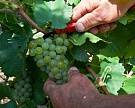 В Чечне начали убирать виноград