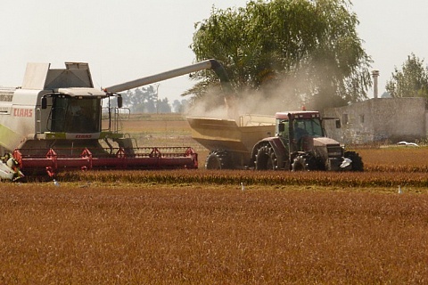 Кубань на четверть увеличила урожай риса