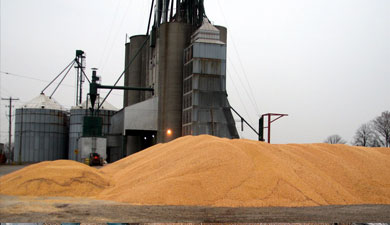 Объявлены минимальные цены госзакупок зерна