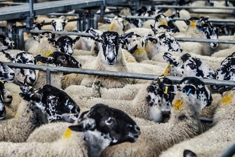 Михаил Мишустин поручил скорректировать меры поддержки мясного овцеводства в СКФО