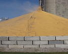 Запас зерна вырос на 42%