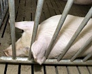 В Псковской области уничтожат более 20 тыс. свиней