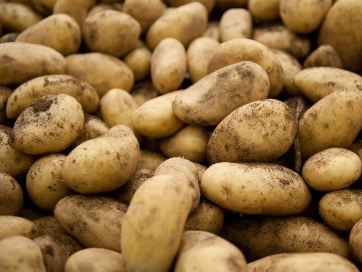 Сбор картофеля существенно вырос