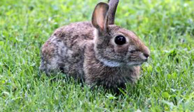 В Пензенской обл. начали работу 200 мини-ферм по разведению кроликов