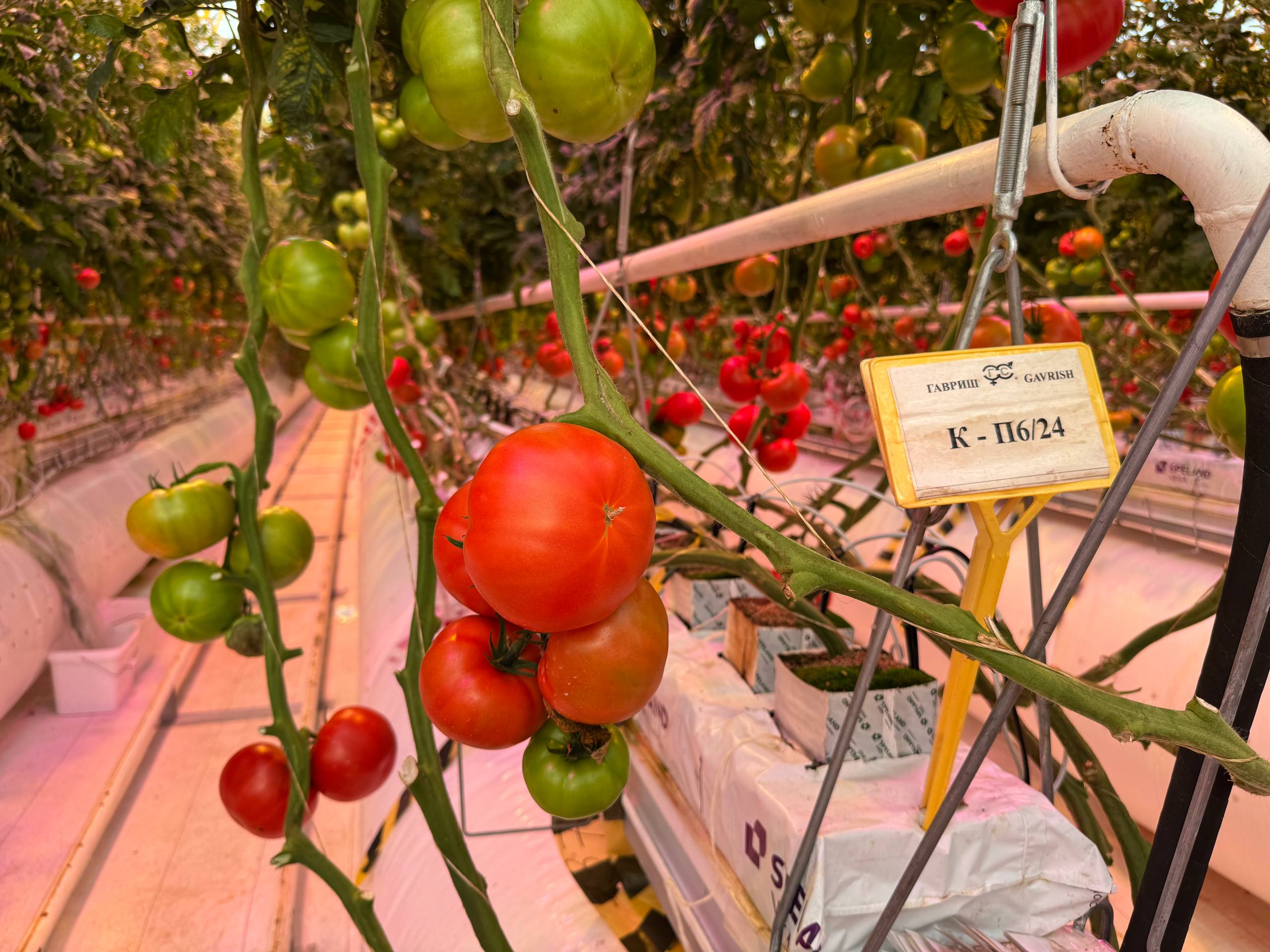 «Гавриш»: вести семеноводческую деятельность в России дороже и сложнее, чем в КНР