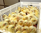 Россельхознадзор запрещает ввоз птицеводческой продукции из Европы