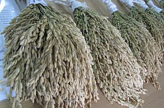«АФГ Националь» зарегистрировал три новых сорта риса