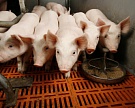 В России снова активизировалась африканская чума свиней