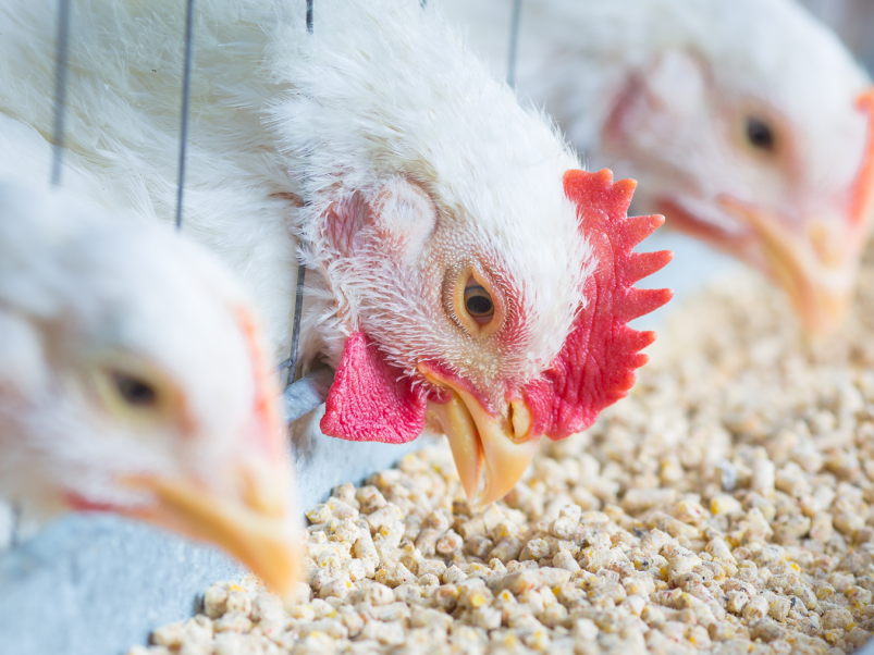 Эффективность применения кормовых программ Раменского комбината хлебопродуктов для предприятий мясного птицеводства