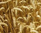 Российский зерновой союз призвал легализовать ГМО-посевы