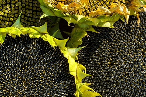 Урожай основных масличных превысит 32 млн тонн