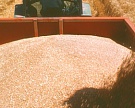 Прогноз урожая зерна в России снижен до 71,4 млн т