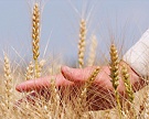 Рязанская область собрала лучший урожай за 5 лет