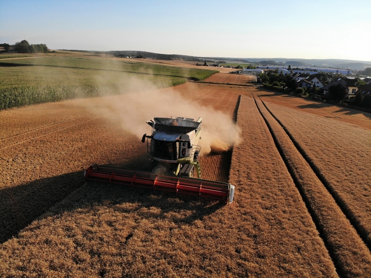 «Русагротранс»: урожай пшеницы может снизиться до 77,5 млн тонн