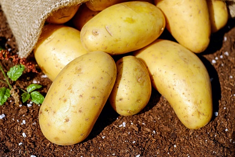 «Мартин» может начать производство картофеля фри под Воронежем