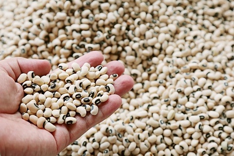 Россия снизила закупки импортных семян почти на треть