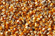 Экспортный спрос на кукурузу растет