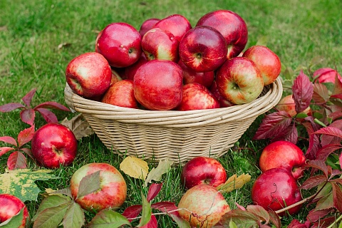 Урожай яблок может стать рекордным