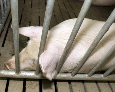 Украина приостановила поставку свинины в Россию