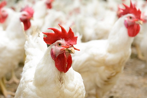 Уральский фактор: птицепром вынужденно снижает объемы производства мяса