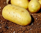 Сбор картофеля в 2016 году уменьшится на 2 млн тонн