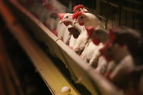 За девять месяцев сельхозпроизводство выросло на 2%