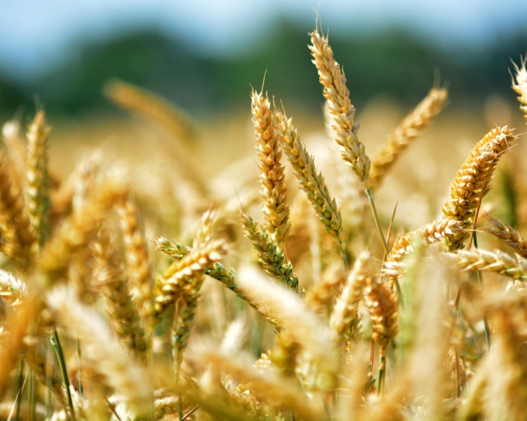 Россия нарастила экспорт продуктов глубокой переработки зерна