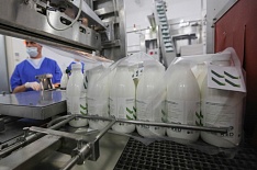 Производство товарного молока увеличится на 3%