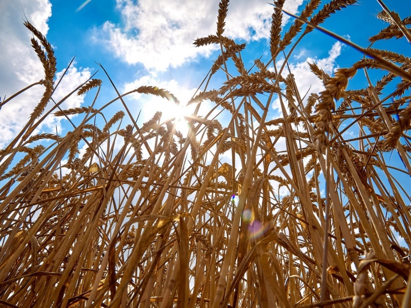 «Акрон» представил результаты проекта по разработке новой агротехнологии выращивания твердых сортов пшеницы