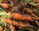 «АФГ Националь» начал выращивать морковь и свеклу