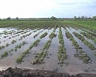 Ставропольский край увеличит площади застрахованных сельхозземель