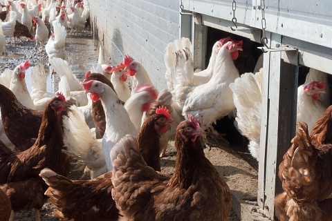 Более 2 млрд рублей инвестируют в новую птицефабрику в Воронежской области