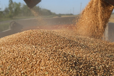 Снижение экспортных цен на пшеницу может привести к остановке продаж