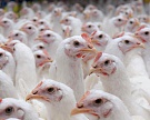 Россельхознадзор запретил американскую птицеводческую продукцию