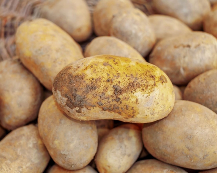 Производство картофеля в товарном секторе нужно увеличить до 11 млн тонн –Агроинвестор