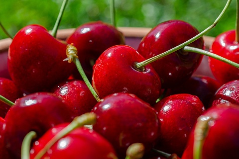 «Агротехника» построит плодово-ягодный комплекс за 1 млрд рублей