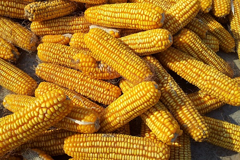 В России начали действовать экспортные пошлины на кукурузу и ячмень